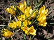 Blooming  yellow  crocus