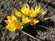 Blooming  yellow  crocus