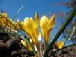 Blooming  yellow  crocus.