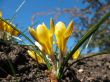 Blooming  yellow  crocus