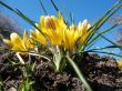 Blooming  yellow  crocus