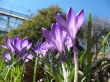 Blooming purple crocus.