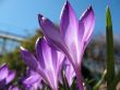 Blooming purple crocus.