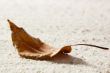 Dry Leaf
