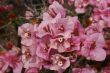 Pink Flowers