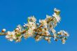 Flowering cherry twig