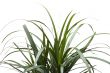 plant closeup