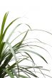 plant close up