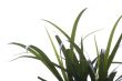 plant macro