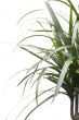 plant macro on white