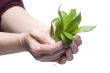 Plant on hand