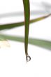plant with drops closeup