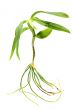 plant with root