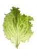 salad on white