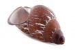 sea shells macro