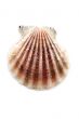 sea shells