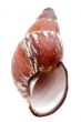 sea shells on white