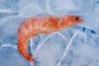 shrimp with ice macro