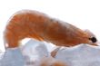 shrimp with ice on white