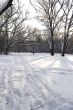ski track in the winter forest