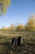 stub in the autumn park