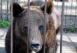 Brown Bear in the Cage