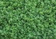 Closeup Hedge