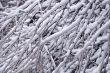 Closeup Icy Tree Twigs