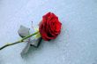 Lone Red Rose On Ice
