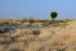Lone Tree in Savanna