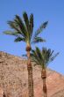 Palms on the Wind
