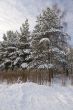 winter forest