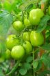 Green tomatoes