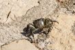 Adriatic Sea crab