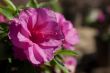 Pink Flower