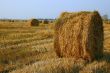 Haymaking at the End of Summer
