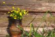 Hungerweeds in Ceramic Pot