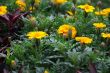 Marigolds at the End of Summer
