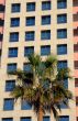 Palm Tree and Modern Building