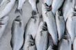 Fish On Ice