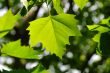 Maple leaves