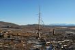 The dead trees