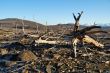 The dead trees