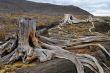Old dead stumps