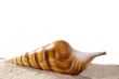 Golden Seashell