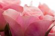 Pink Rose