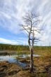 Dead tree near bog