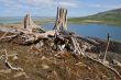 Old stumps