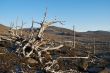 The dead trees