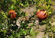 Pomegranates on the Tree